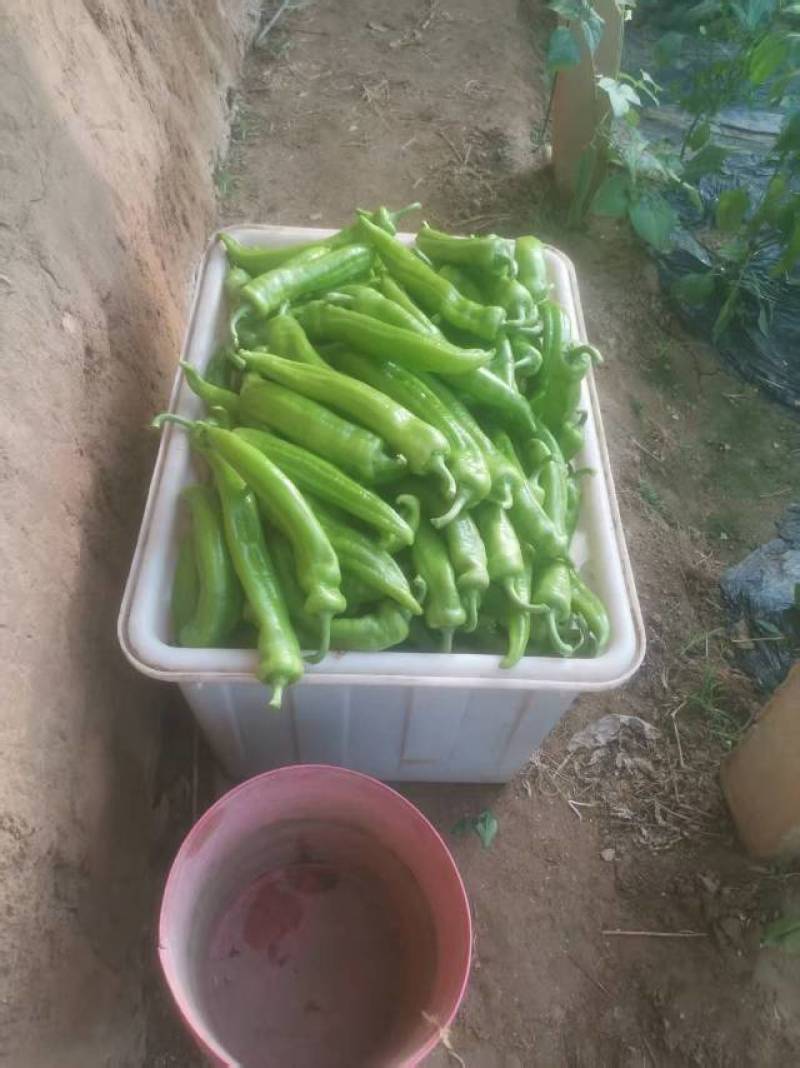 产地尖椒大量供应