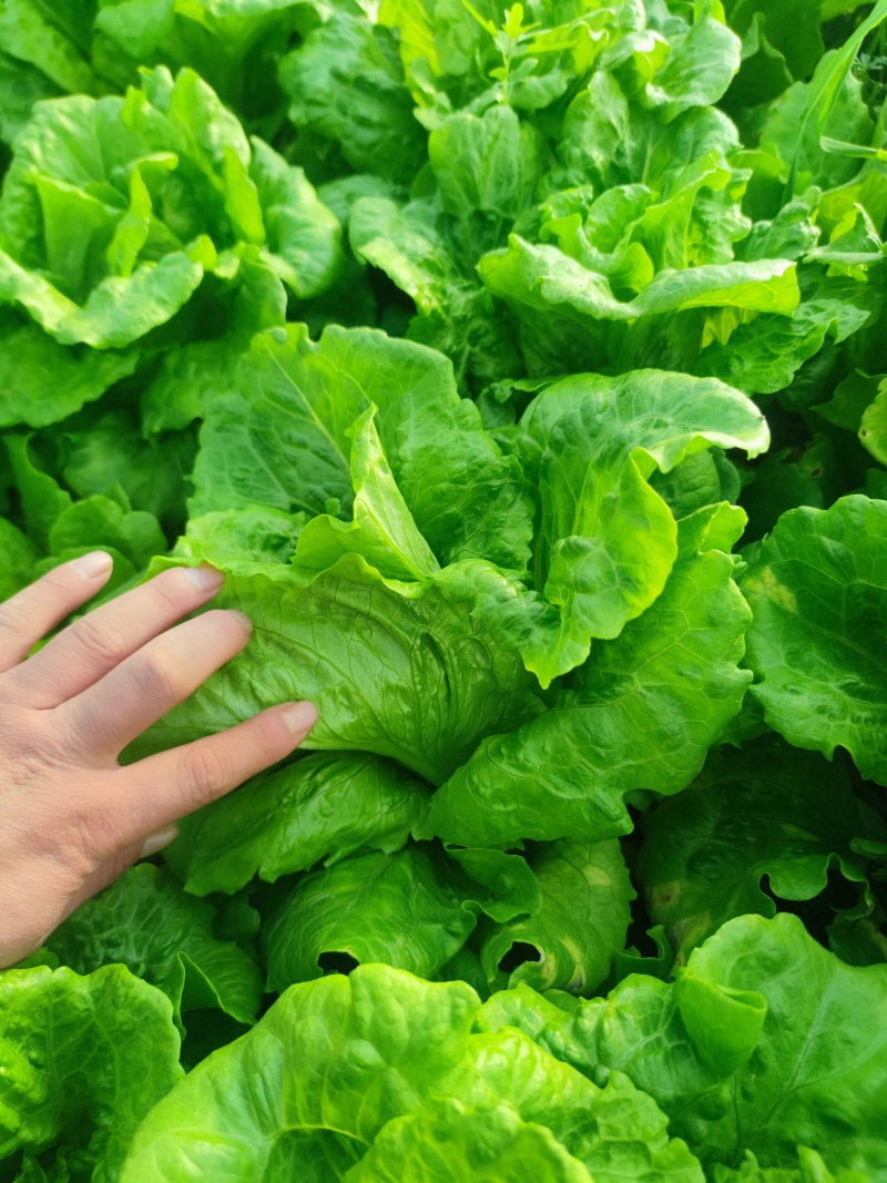 大棚生菜，意大利生菜