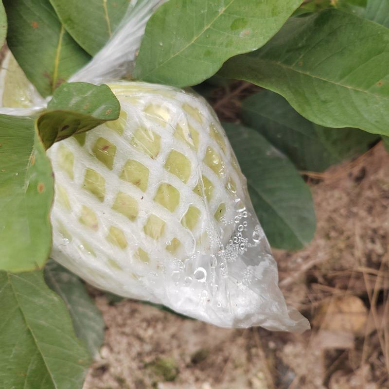 白心番石榴树上熟精品果