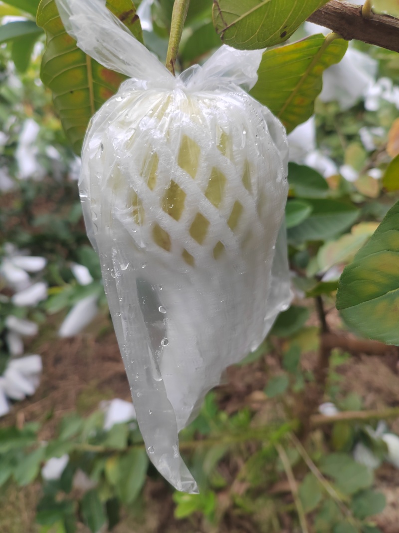 白心番石榴树上熟精品果