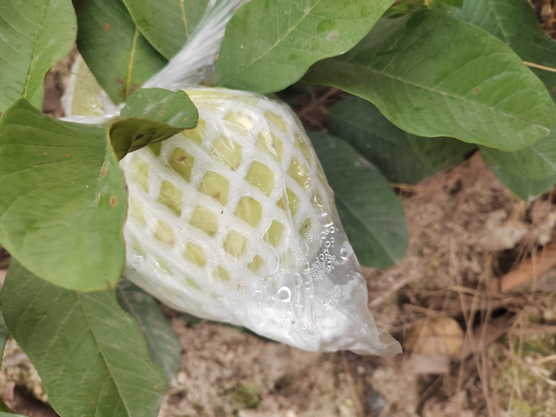 白心番石榴树上熟精品果