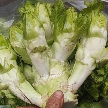 儿菜