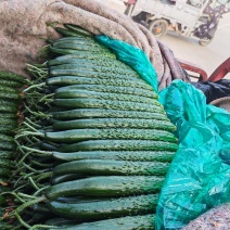 山东精品黄瓜产地直发新鲜采摘货源充足量大从优欢迎咨询