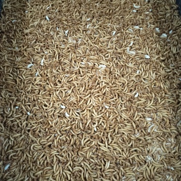 黄粉虫