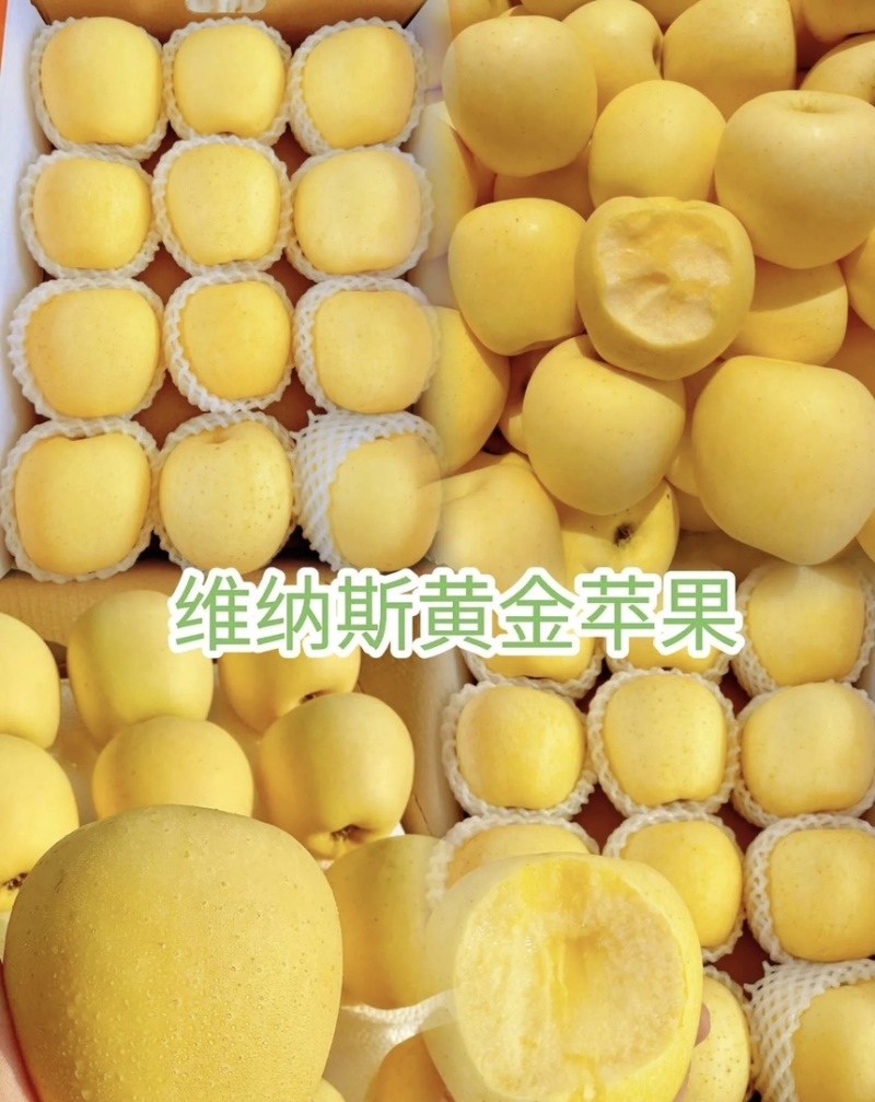 维纳斯苹果脆甜多汁品质保障对接外贸商超电商团购等