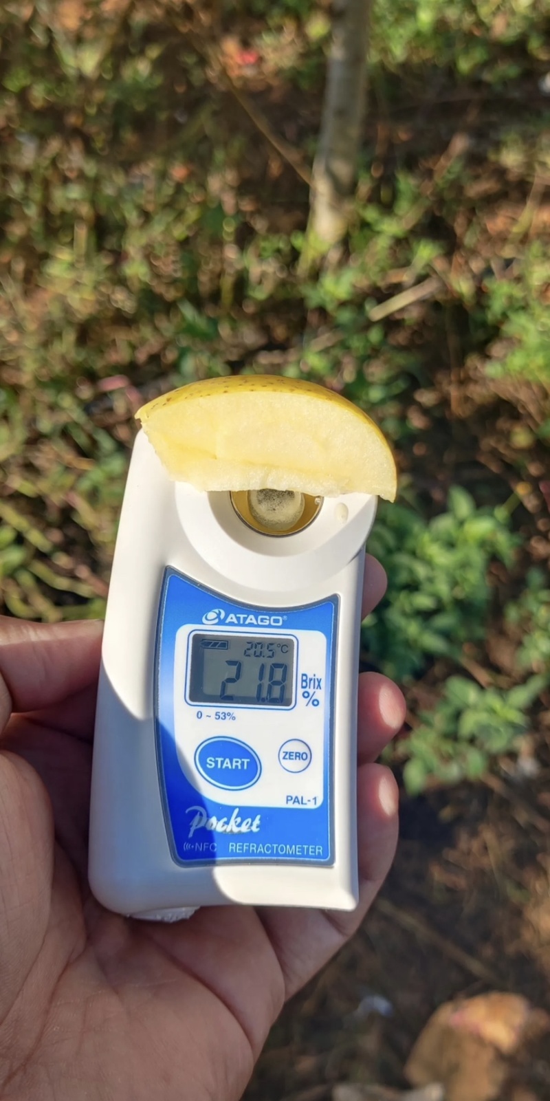 维纳斯苹果脆甜多汁品质保障对接外贸商超电商团购等
