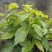 桑芽菜野生时令桑叶菜新鲜绿色蔬菜嫩桑芽凉拌现摘现发