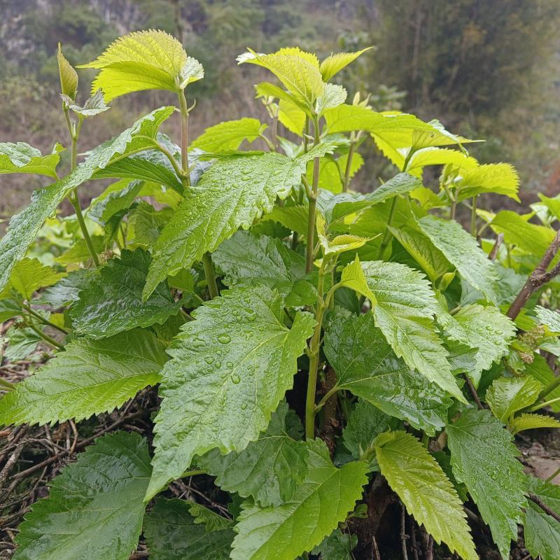 桑芽菜野生时令桑叶菜新鲜绿色蔬菜嫩桑芽凉拌现摘现发