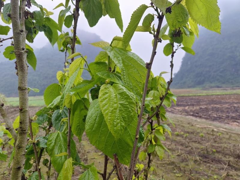 桑芽菜野生时令桑叶菜新鲜绿色蔬菜嫩桑芽凉拌现摘现发