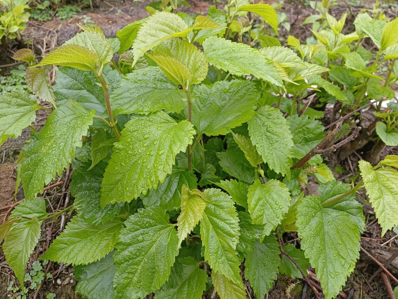 桑芽菜野生时令桑叶菜新鲜绿色蔬菜嫩桑芽凉拌现摘现发