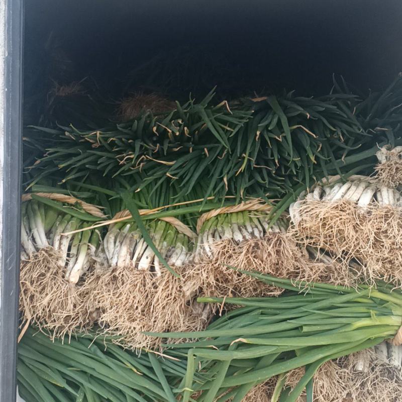 王家坝大葱分葱