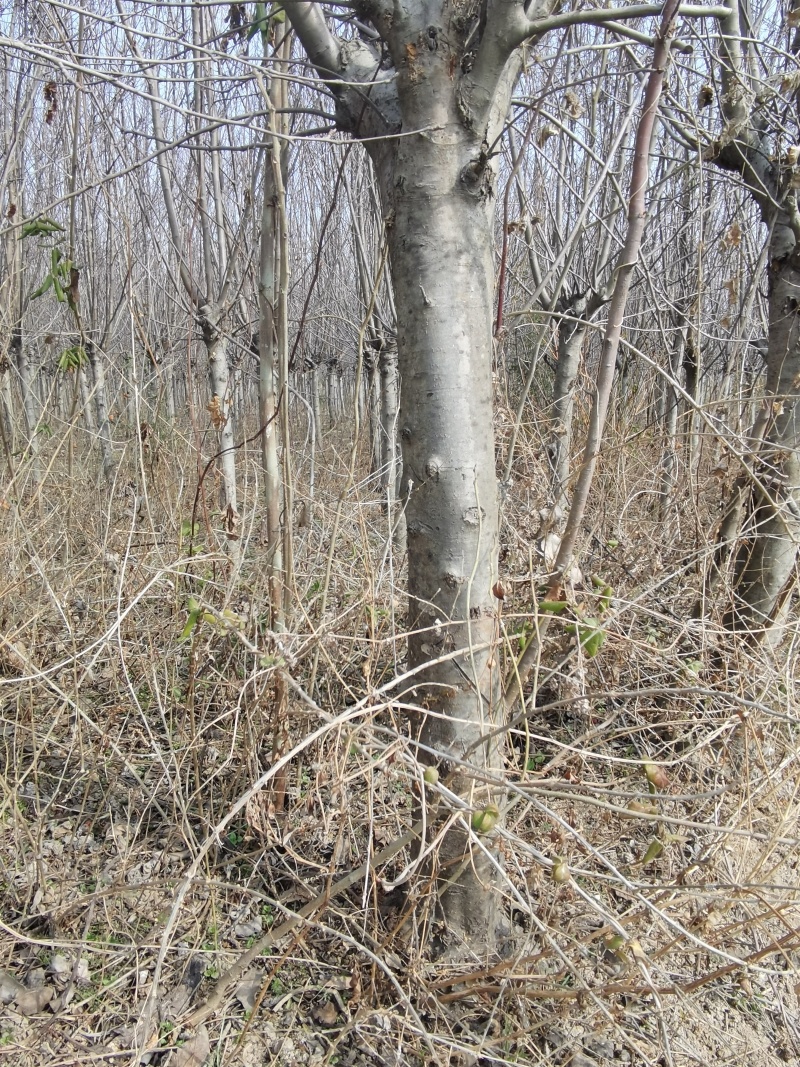 北美海棠青红果，东红果挂果海棠