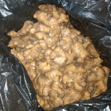 云南省文山州砚山县小黄姜，中黄姜40吨。冷库精品货。