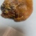 鸡宝，精品，重30克，大山中老母鸡囊中之物，含铁量高