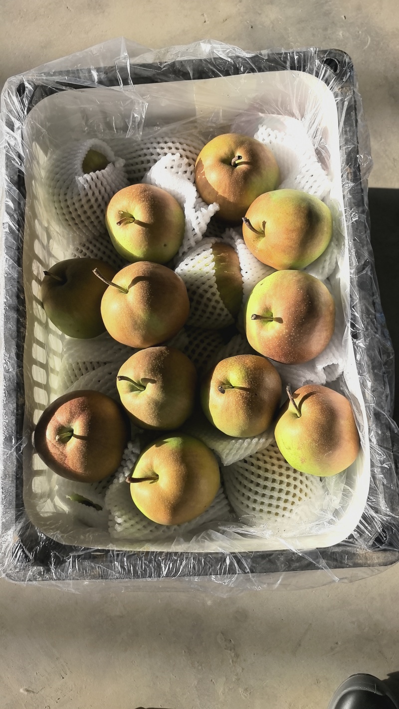 玉露香梨，河北玉露香海量货源，口感嘎嘎甜，汁水充足，量大