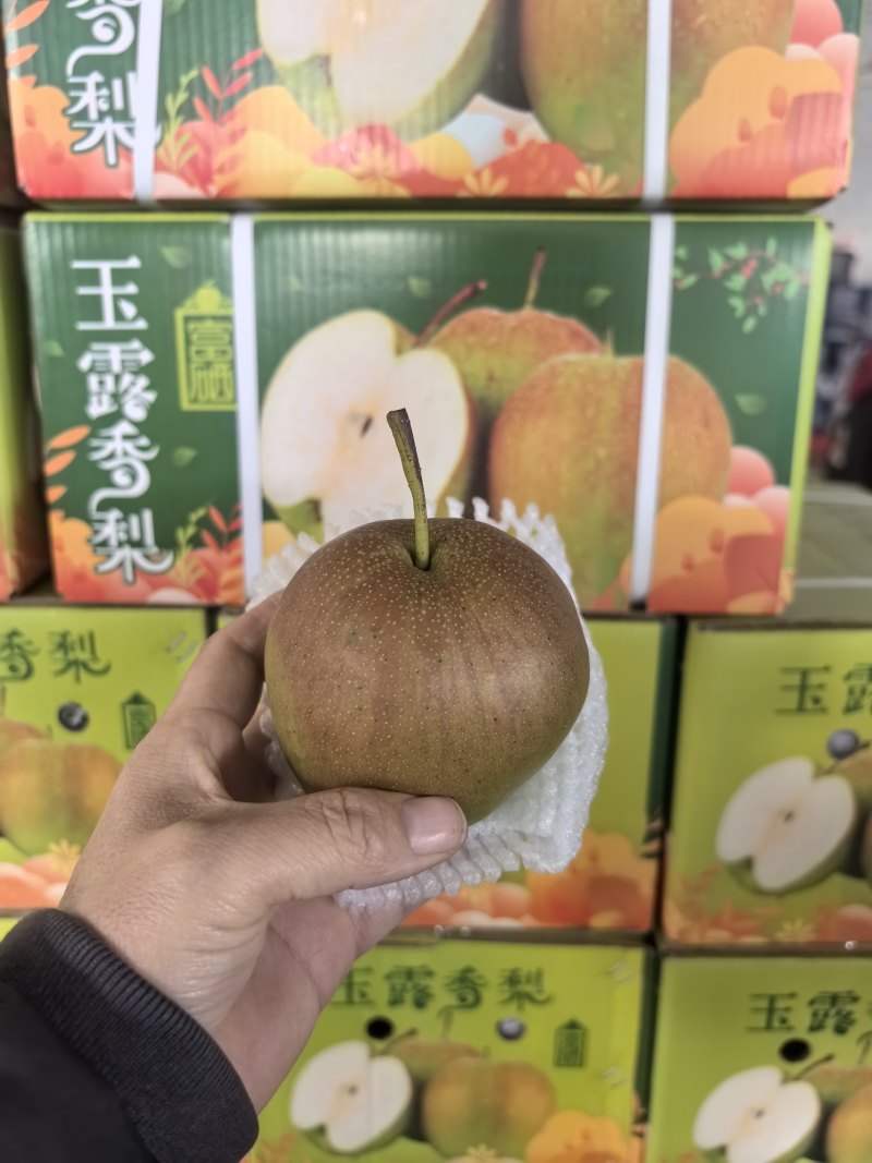 玉露香梨，河北玉露香海量货源，口感嘎嘎甜，汁水充足，量大