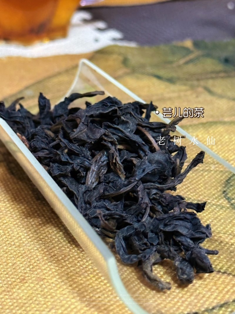 老树水仙