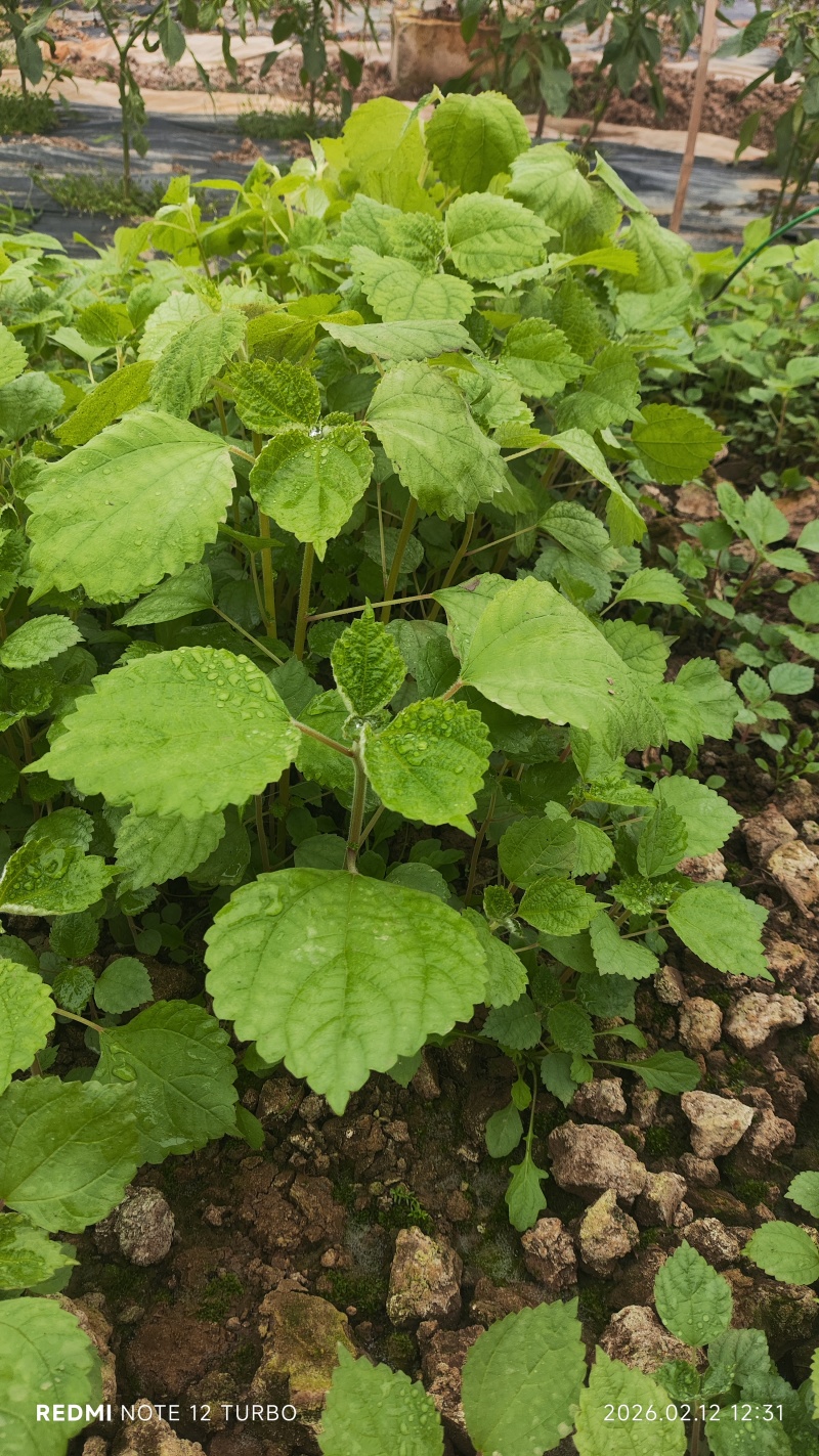 苎麻苗中苎三号麻兜苗已有7个以上芽眼