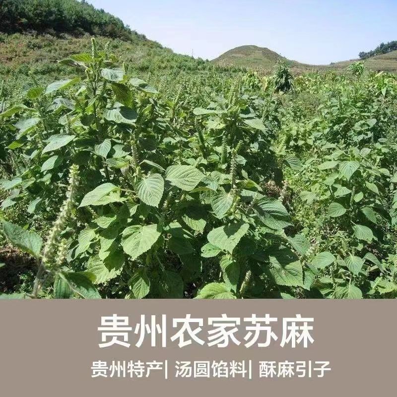 贵州香糯酥麻仔，农家自种