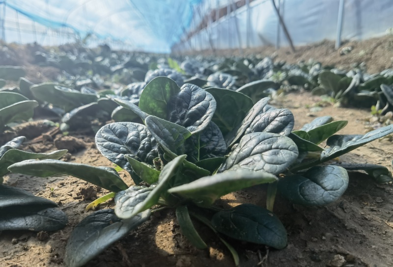 趴地菠菜卡蒂雅山东临沂蒙阴