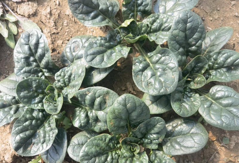 趴地菠菜卡蒂雅山东临沂蒙阴