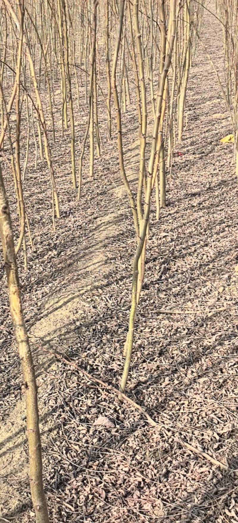 川姐刺槐自家苗圃。基地自产自销，各种规格？