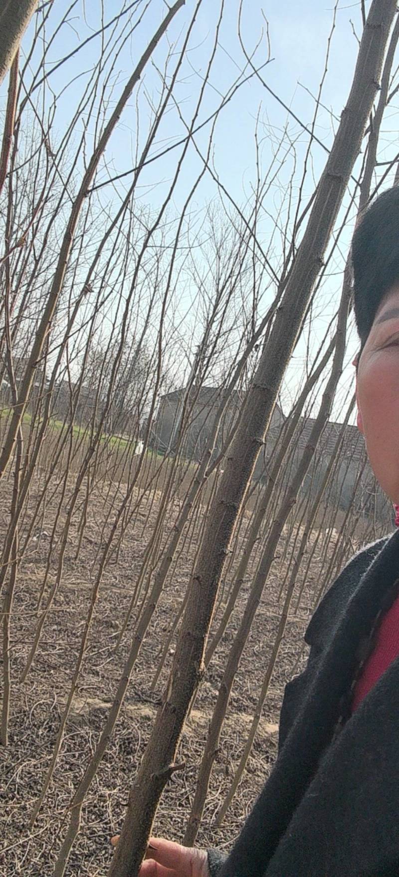 川姐刺槐自家苗圃。基地自产自销，各种规格？