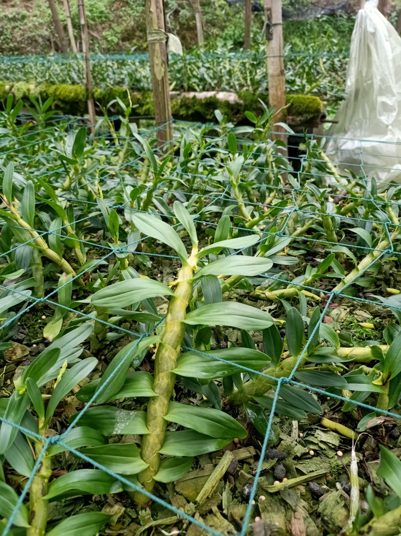 云南保山紫皮石斛。