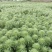 粉绿狐尾藻、观赏水生植物、用于景区湿地公园、养殖遮阴观赏