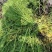 粉绿狐尾藻、观赏水生植物、用于景区湿地公园、养殖遮阴观赏