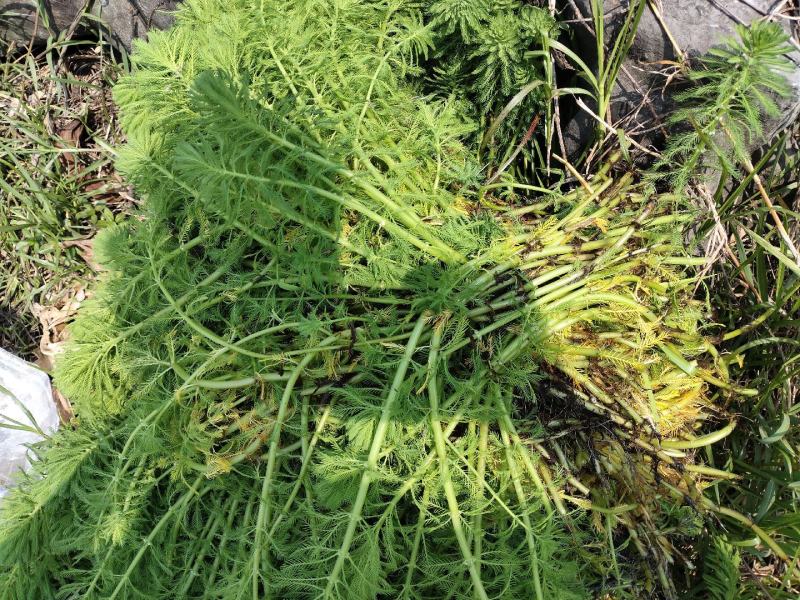 粉绿狐尾藻、观赏水生植物、用于景区湿地公园、养殖遮阴观赏