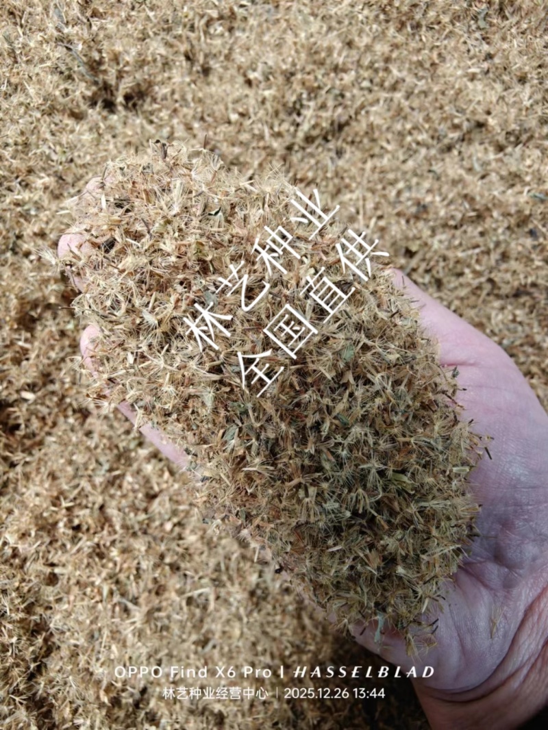 甜叶菊种子香草种子甜的叶子可食用阳台花卉四季播种蔬