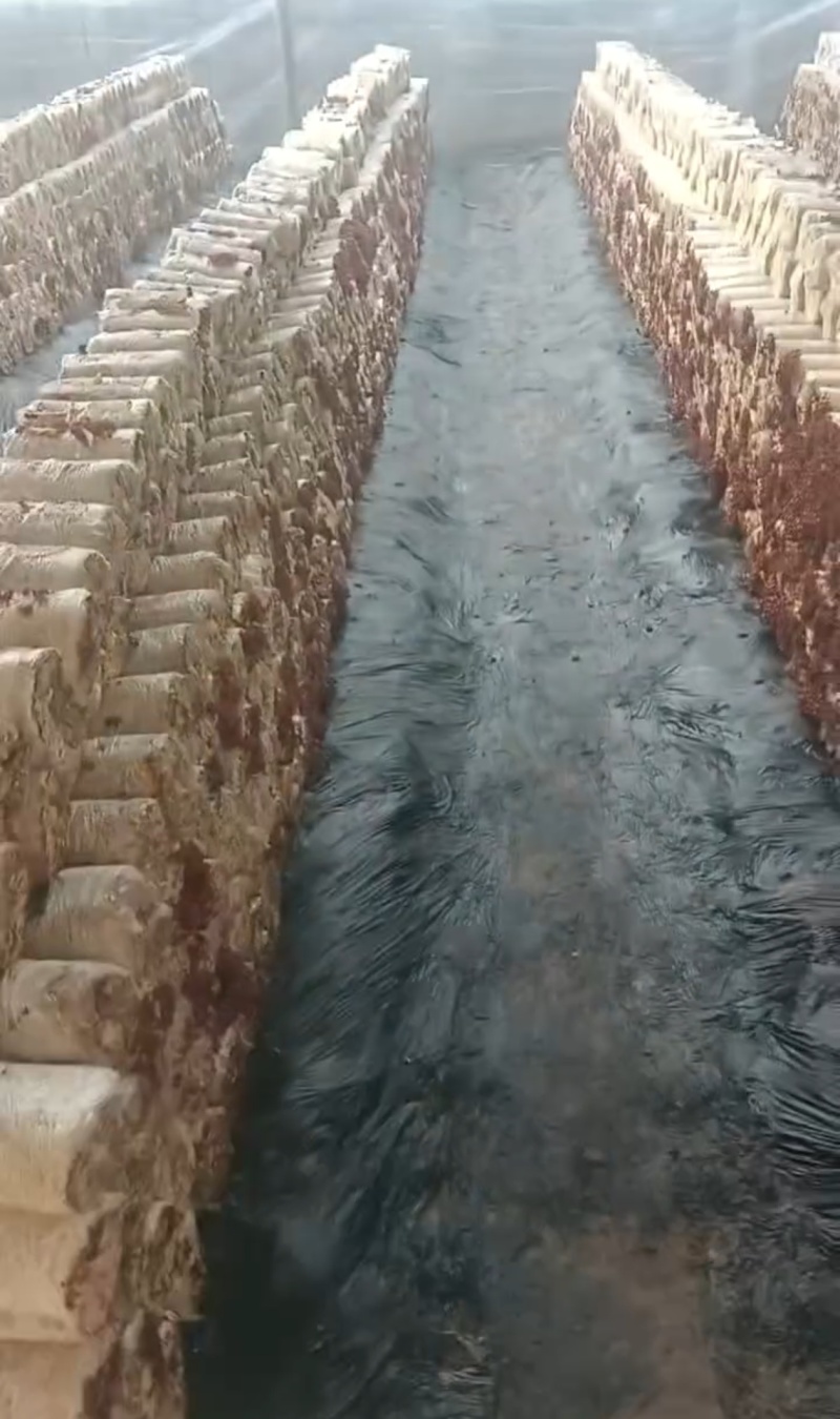 【产地直销】新鲜滑子菇，现采现发炒拌汤味道鲜美