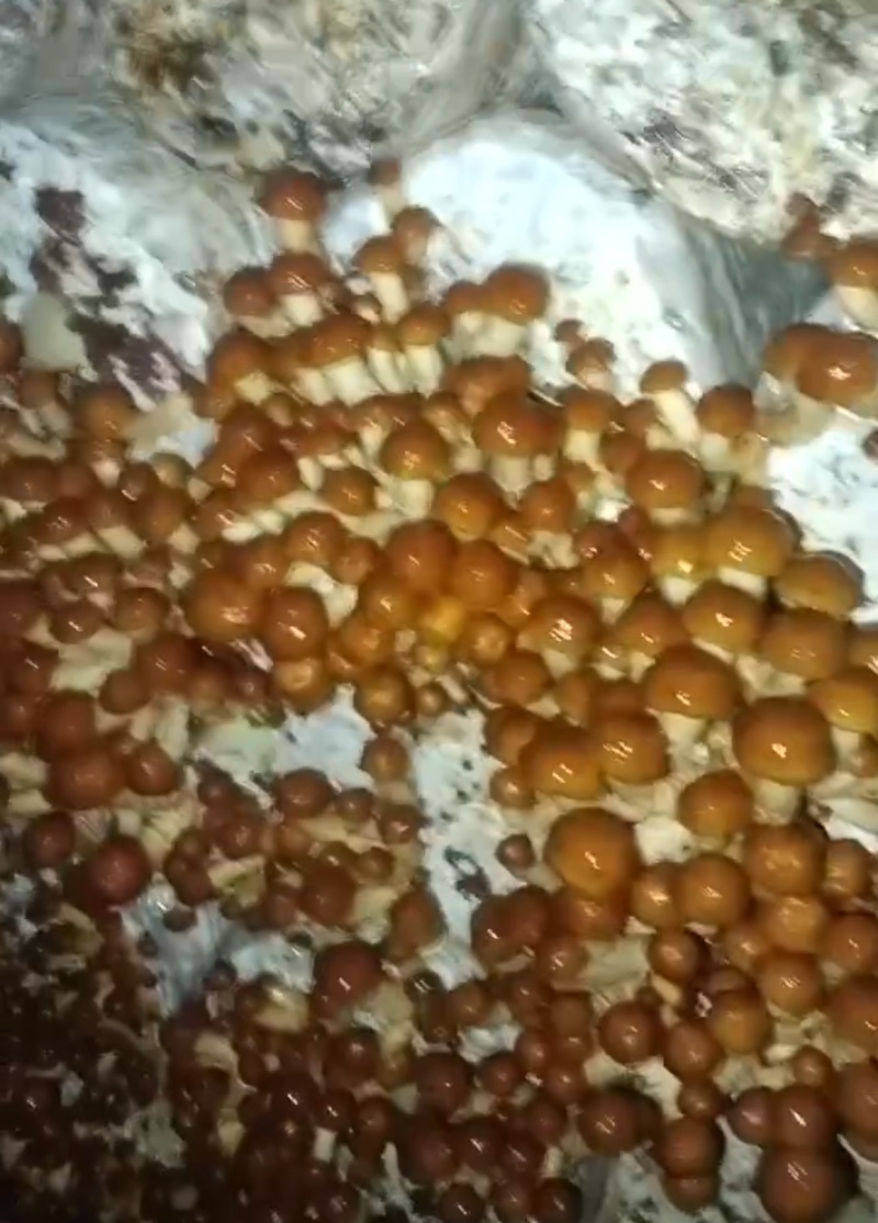 【产地直销】新鲜滑子菇，现采现发炒拌汤味道鲜美