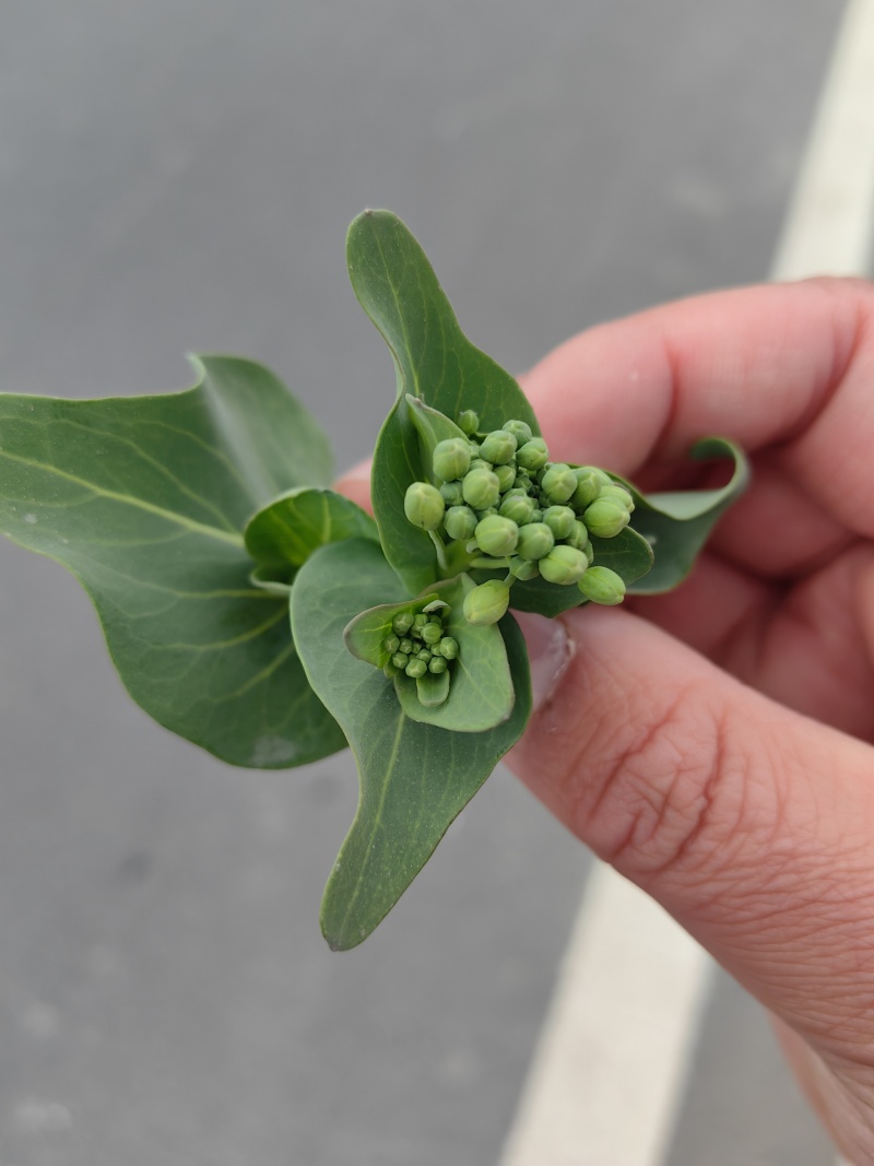 2026年春季菜苔上市供应：市场、电商、工厂