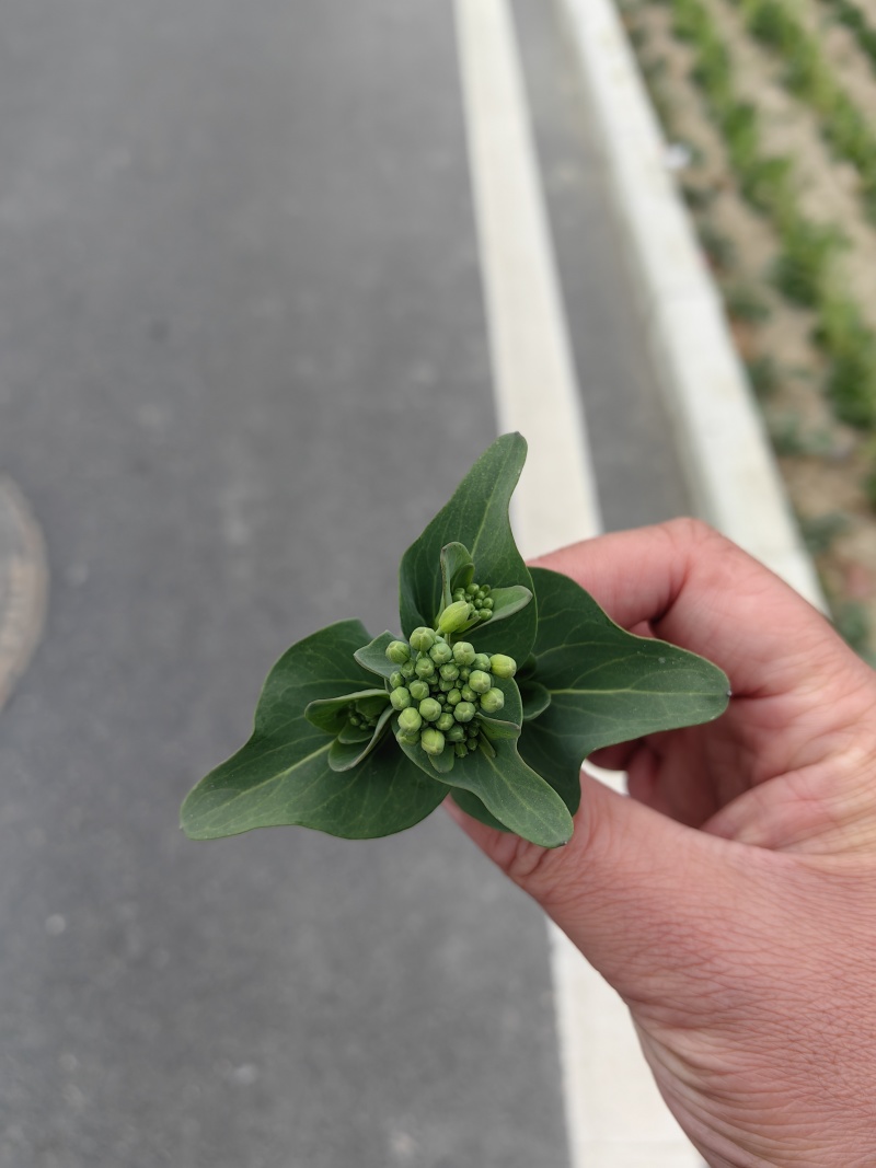 2026年春季菜苔上市供应：市场、电商、工厂