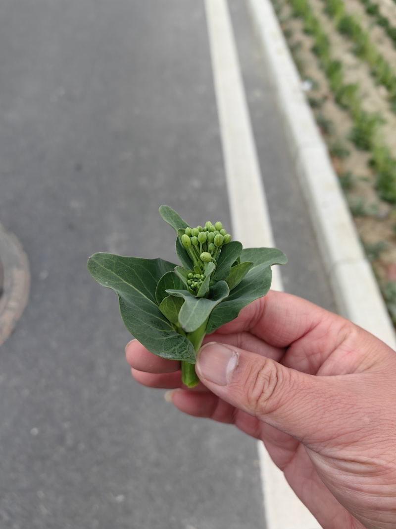 2026年春季菜苔上市供应：市场、电商、工厂