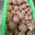 香菇