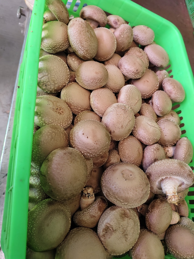 香菇