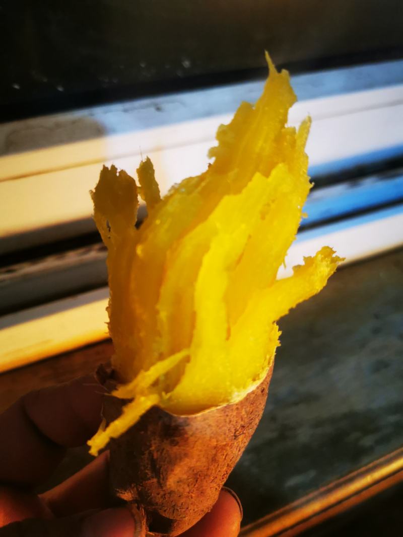 山东烟台板栗薯济薯26