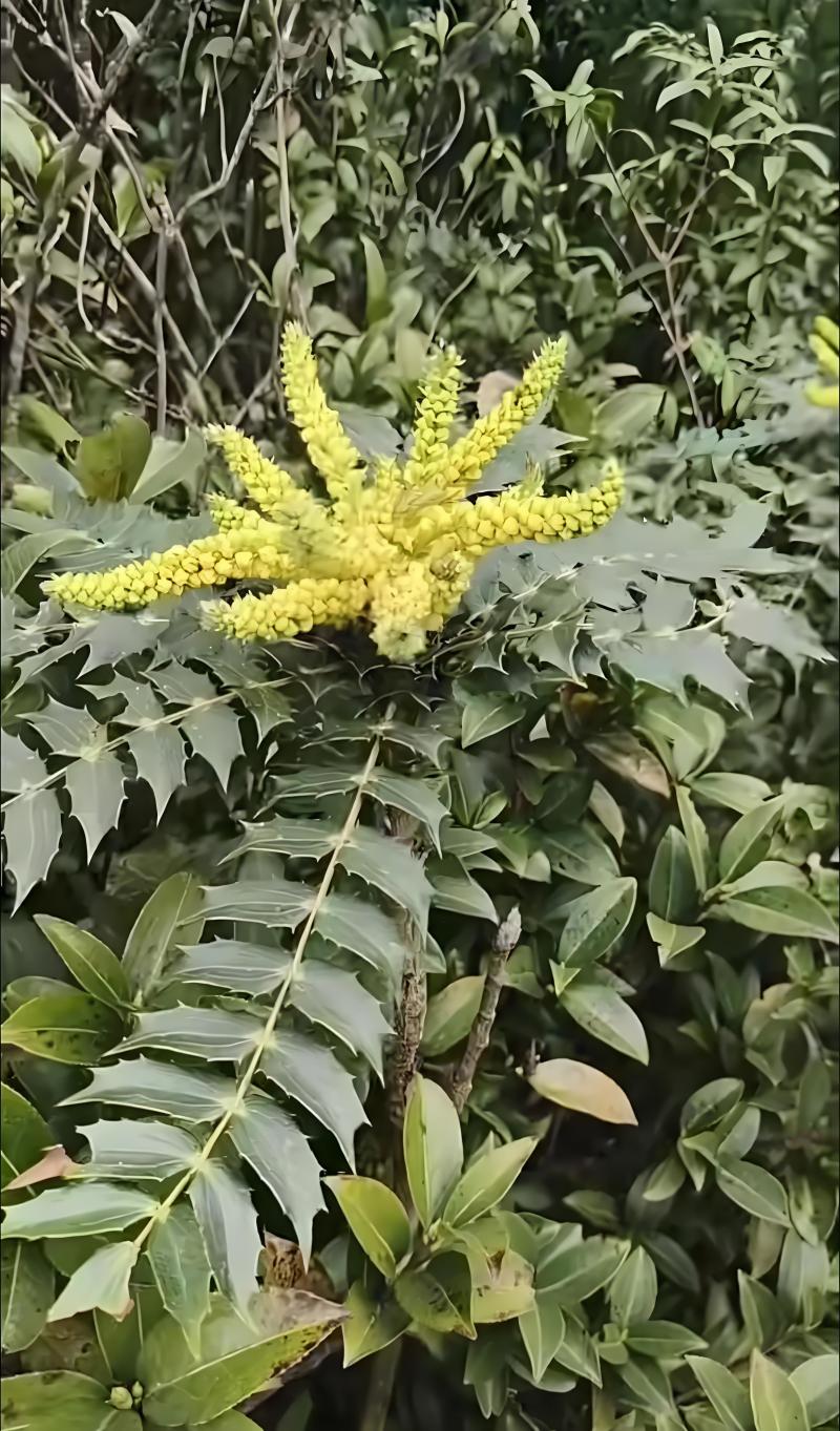 中药材刺黄连有人收吗？