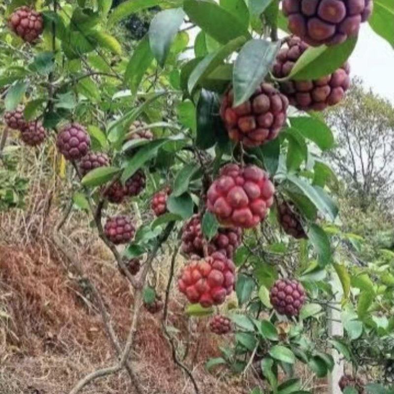 黑老虎批发零售