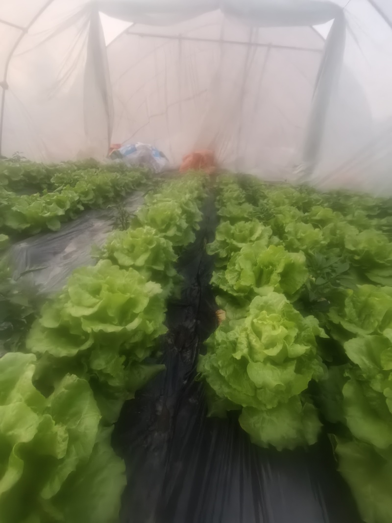 四川遂宁蓬溪精品大棚生菜，一手货源，