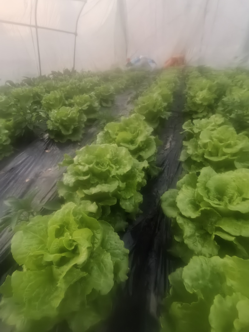 四川遂宁蓬溪精品大棚生菜，一手货源，