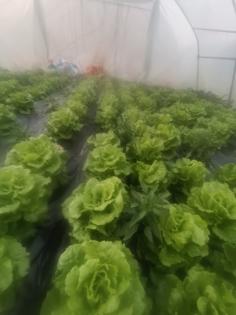 四川遂宁蓬溪精品大棚生菜，一手货源，