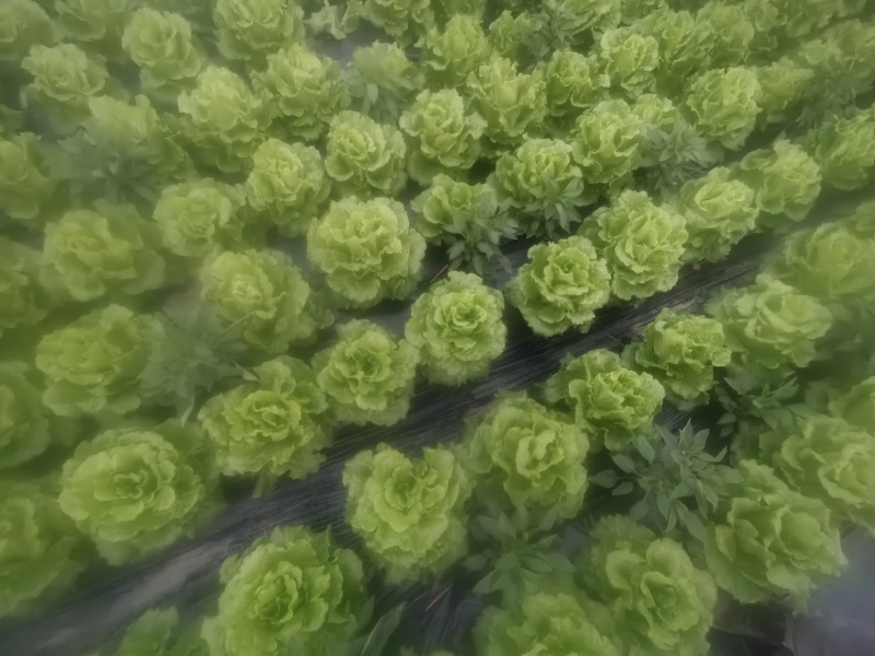 四川遂宁蓬溪精品大棚生菜，一手货源，