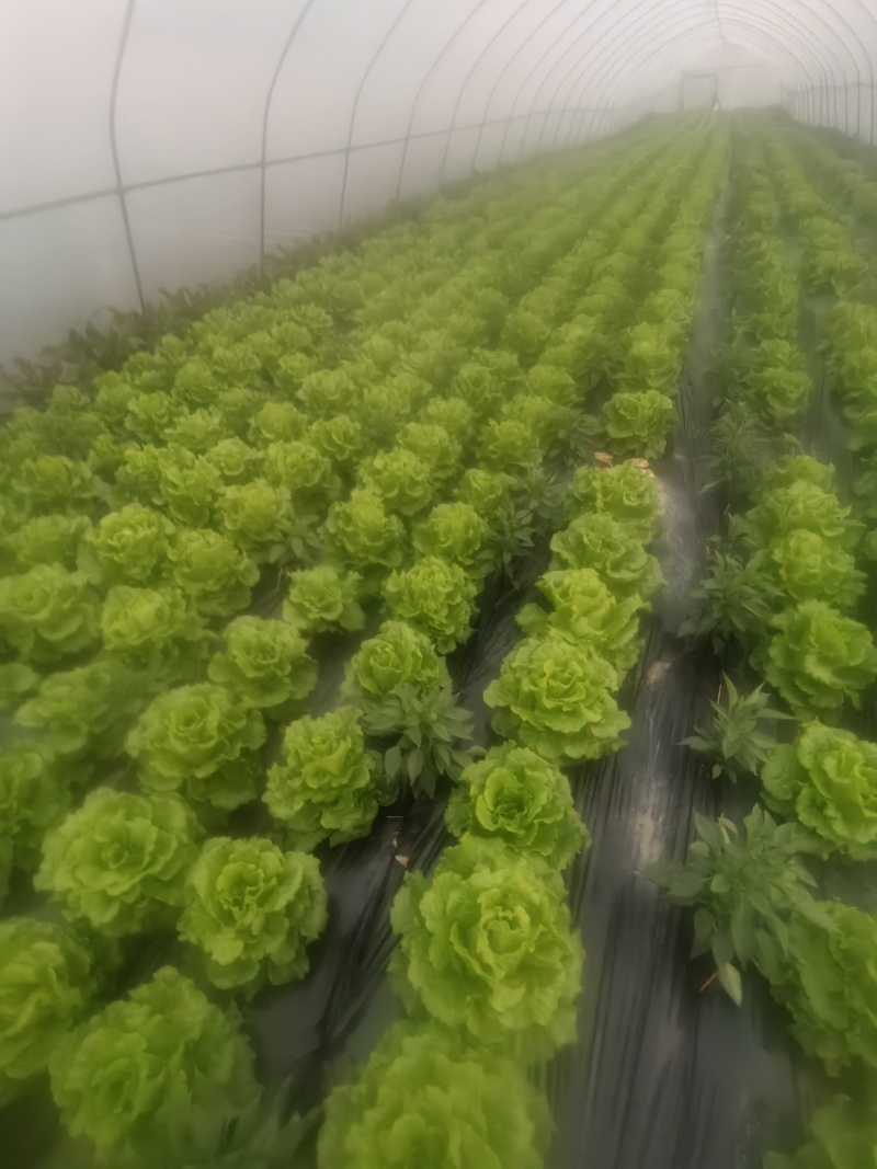 四川遂宁蓬溪精品大棚生菜，一手货源，