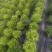 四川遂宁蓬溪精品大棚生菜，一手货源，