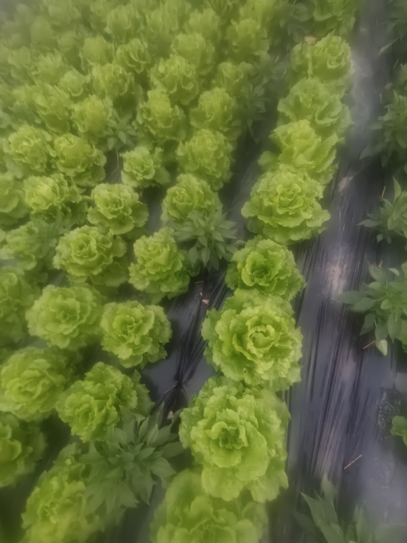四川遂宁蓬溪精品大棚生菜，一手货源，