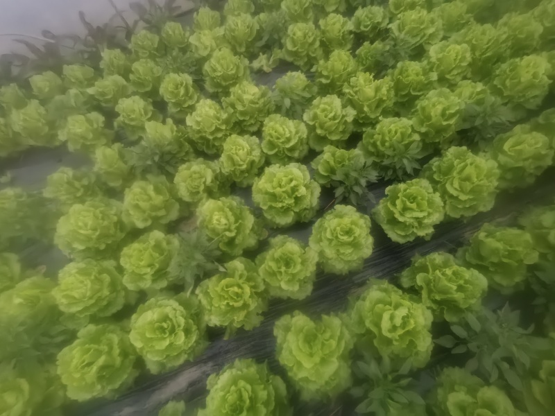 四川遂宁蓬溪精品大棚生菜，一手货源，